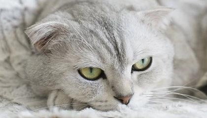 乐鱼体育APP下载安装：开启你我的专业体育新时代